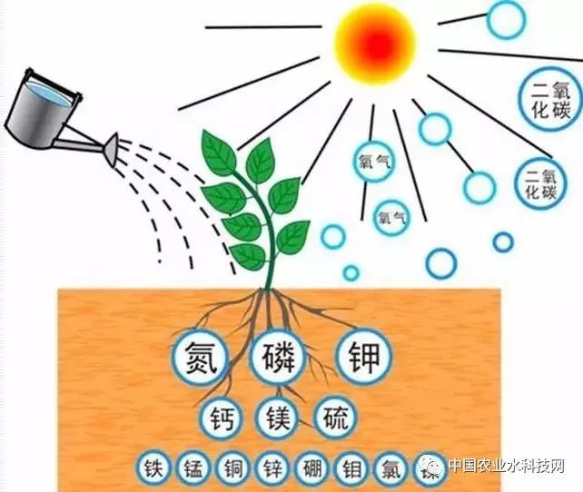 為移植種子準備盆和土——從零單種（9）