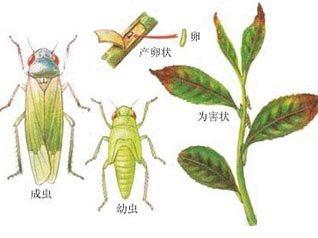 大麻病蟲害：葉蟬——從零單種（39）