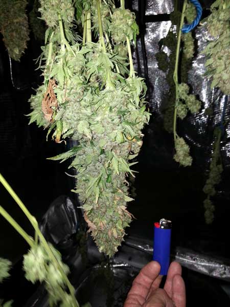 如何修剪收穫的大麻花——從零單種（61）