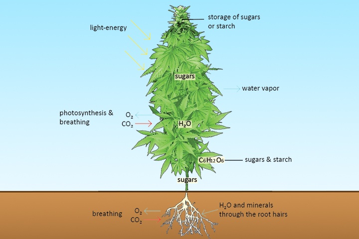 鉀元素（K）的缺乏和過量——從零單種（58）  