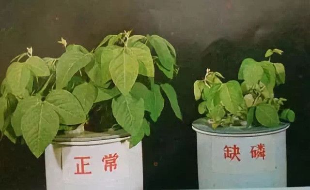 室內種植的土壤控制——從零單種（10）