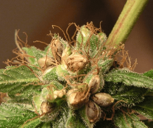 大麻的種植目的——從零單種（54）