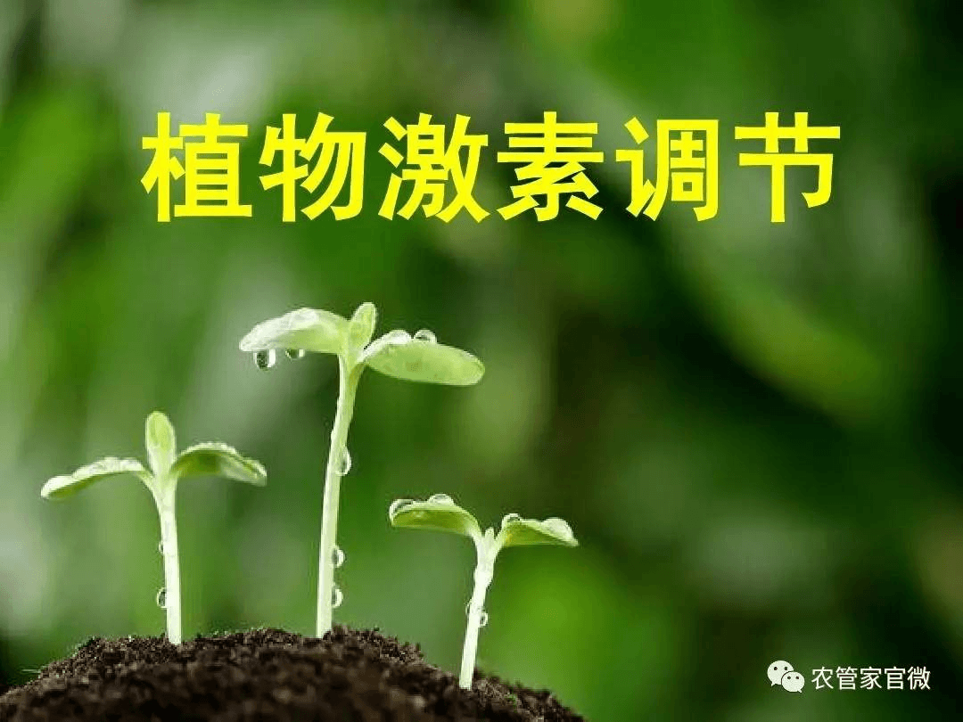 室內種植大麻的有效增產手段（上）——從零單種（22）