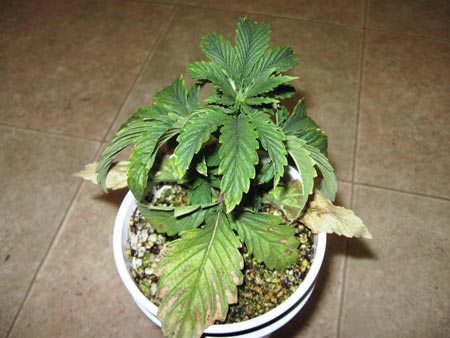 種植大麻過度澆水——從零單種（46）