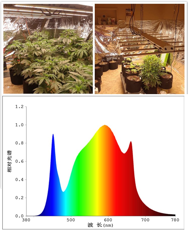 配置大麻種植燈（上）——從零單種（15）