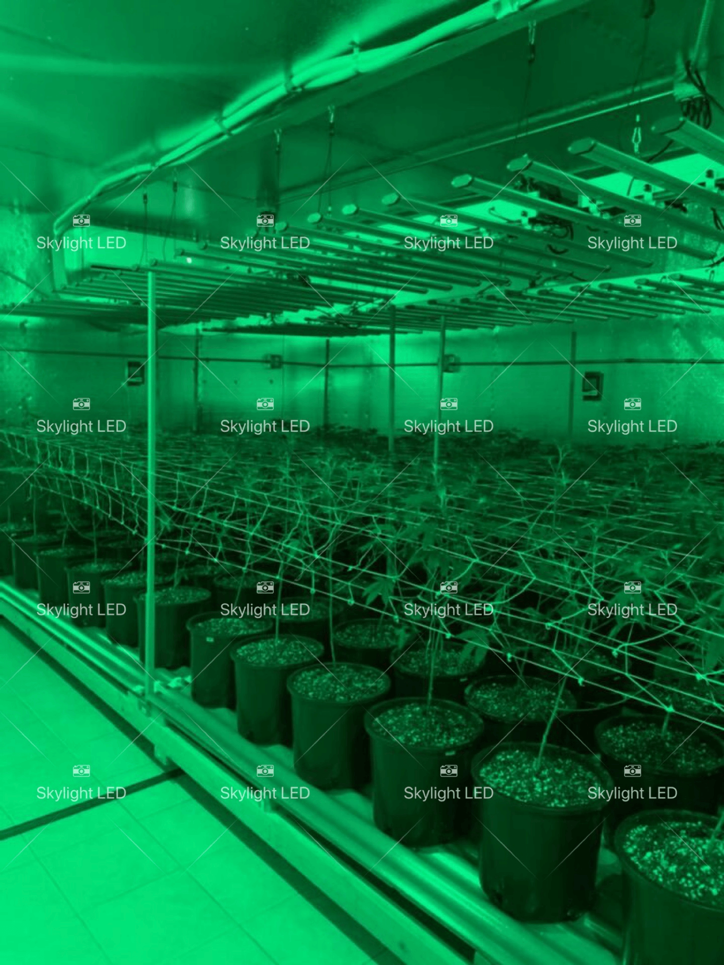 “知麻”開燈——大麻種植燈新手指南·一