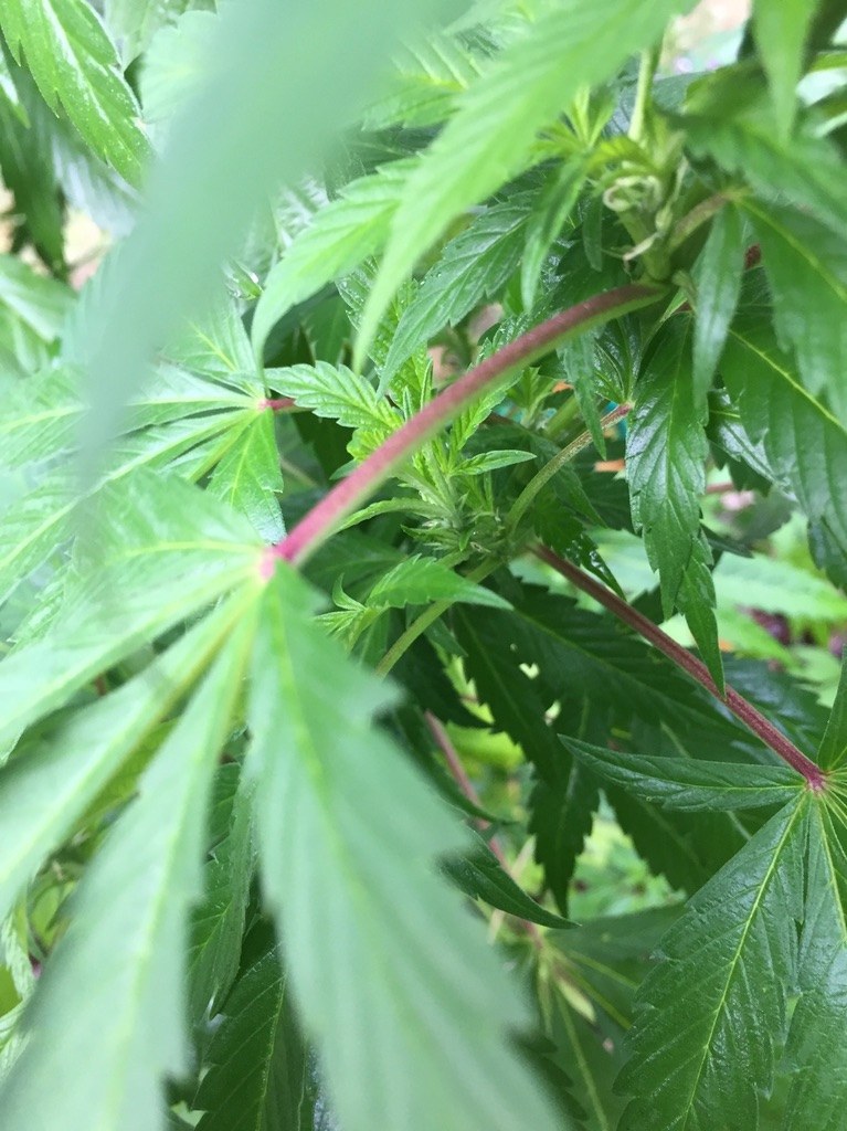 大麻梗和莖發紅發紫是什麼原因？