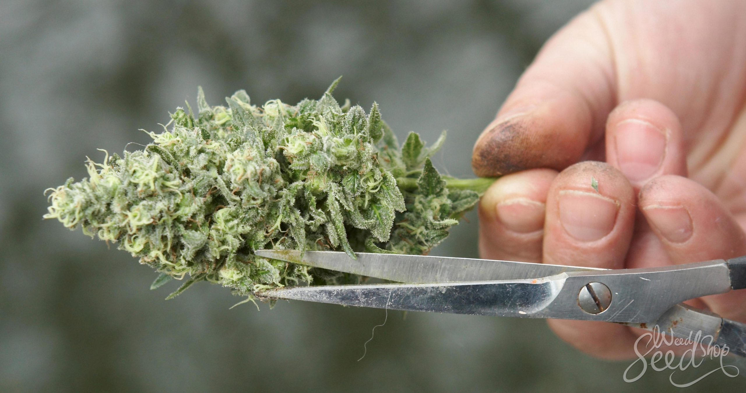 如何修剪收穫的大麻花——從零單種（61）