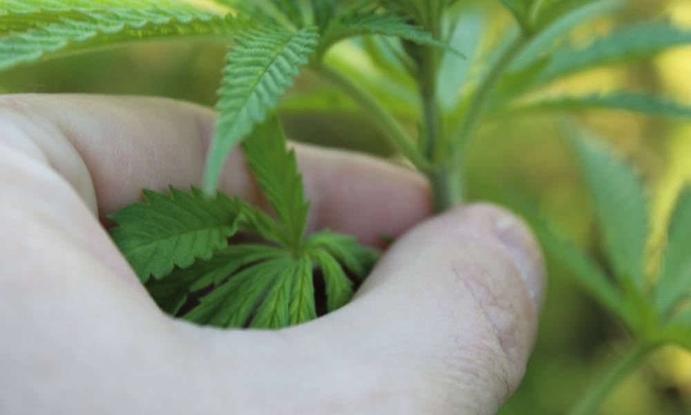 大麻種植之新手農夫室內種植入門指南