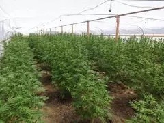 洛杉磯縣羚羊穀查獲並銷毀非法種植大麻3800株