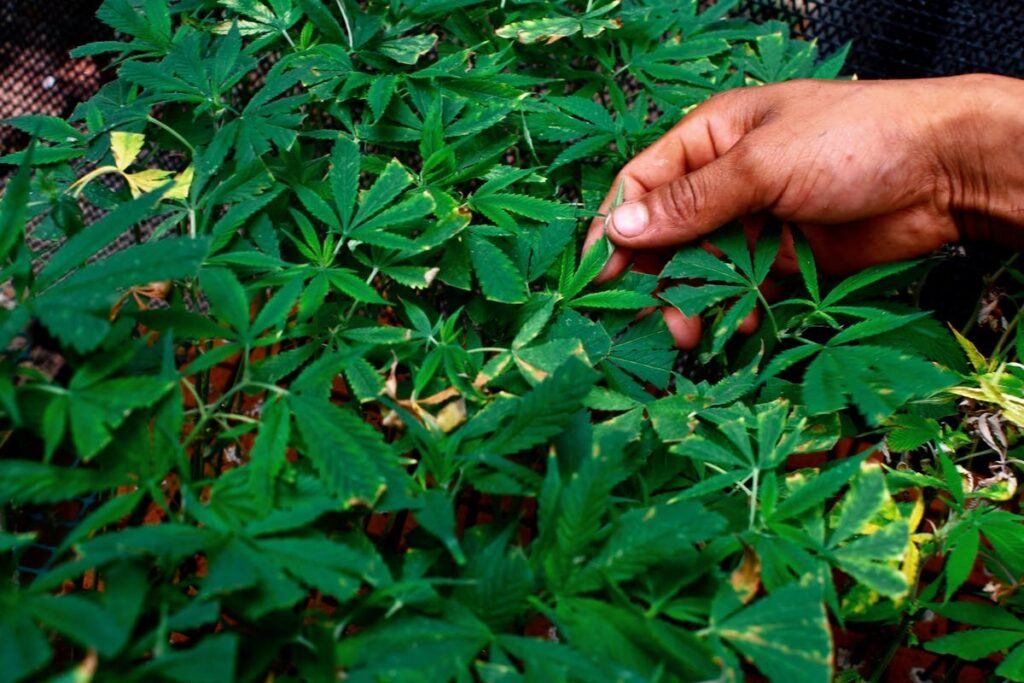 種植大麻教學之診斷大麻常見葉斑病、白粉病、根腐病