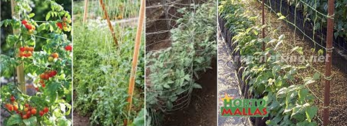 高級室內大麻種植技術 SOG （綠海技術）和SCROG（綠幕技術）誰是王者？