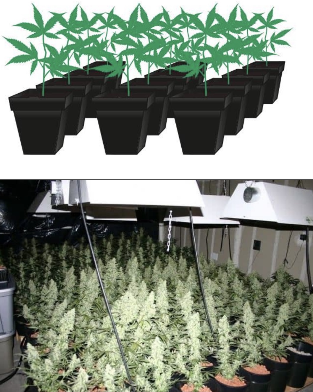 高級室內大麻種植技術 SOG （綠海技術）和SCROG（綠幕技術）誰是王者？