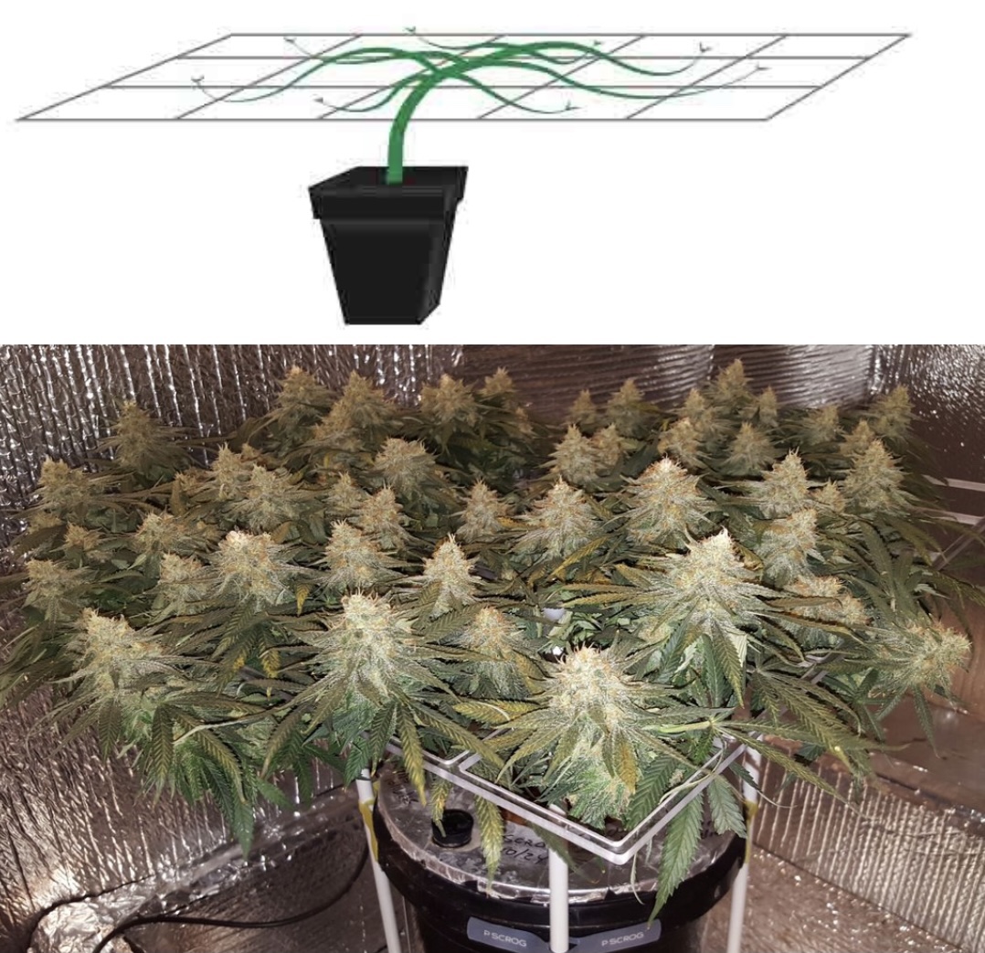 高級室內大麻種植技術 SOG （綠海技術）和SCROG（綠幕技術）誰是王者？