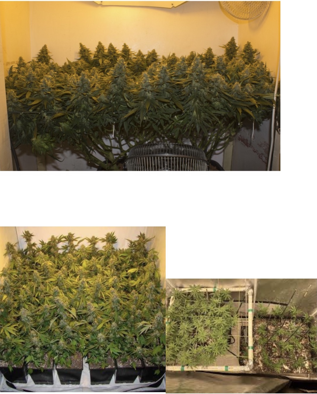 高級室內大麻種植技術 SOG （綠海技術）和SCROG（綠幕技術）誰是王者？