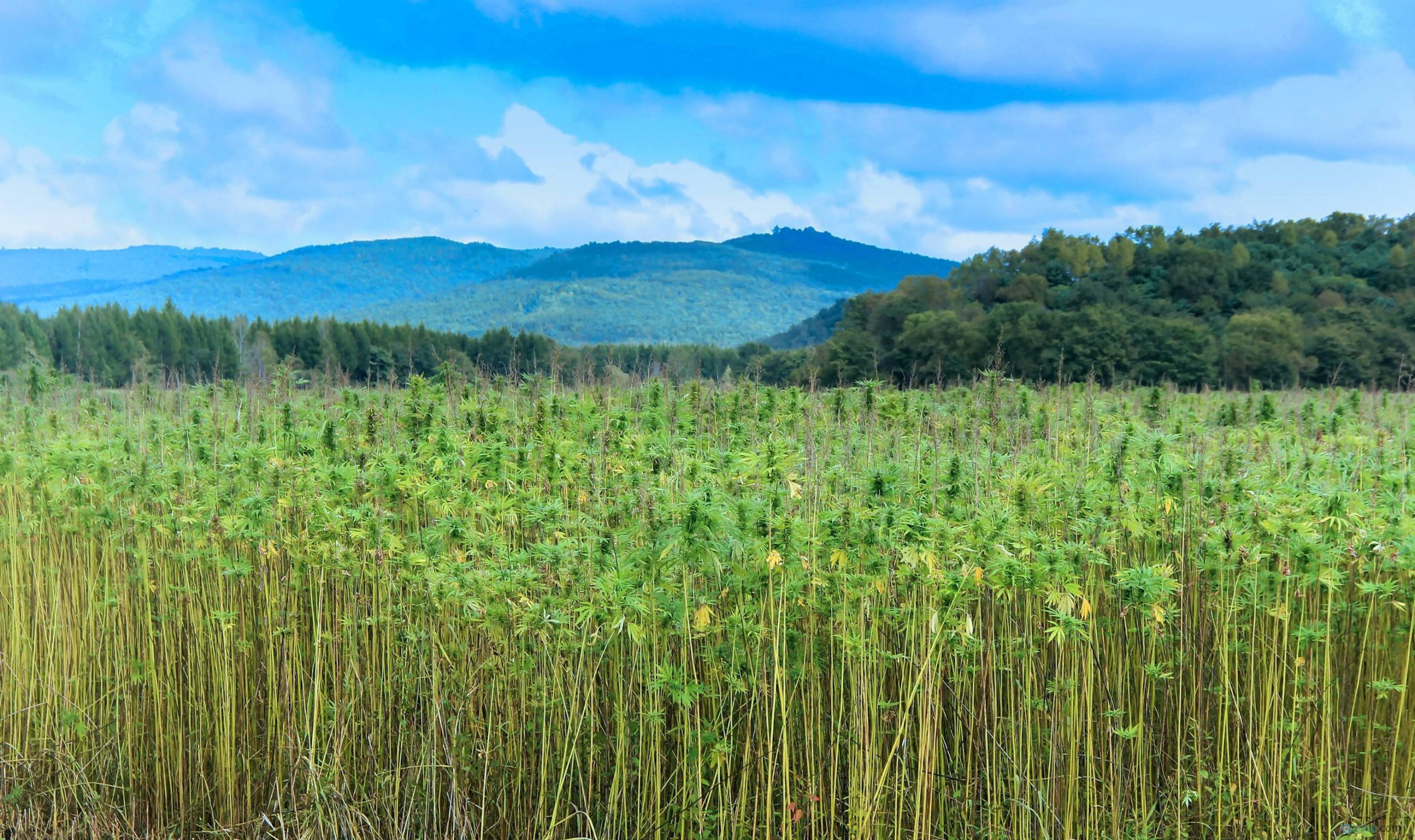 大麻的種類和功效——從零單種（3）